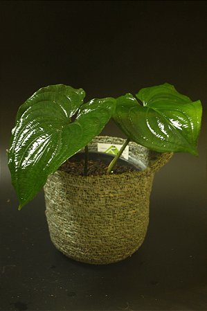 Cyanastrum cordifolium