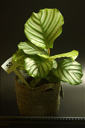 Calathea orbifolia