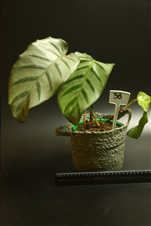 Calathea bella