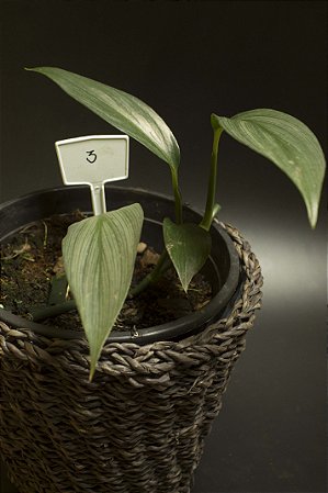 Epipremnum amplissimus silver