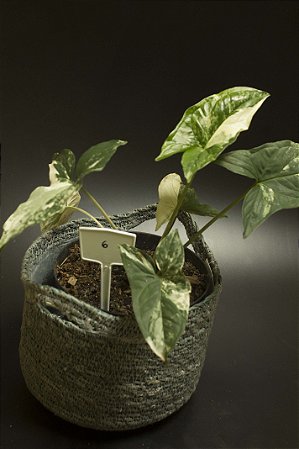 Syngonium podophyllum albo variegata