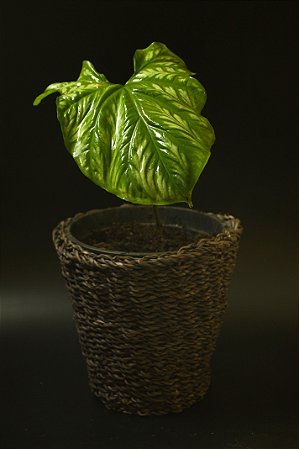 Cercestis mirabilis