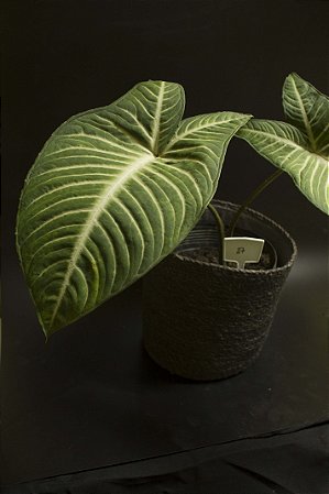 Xanthosoma lindenii