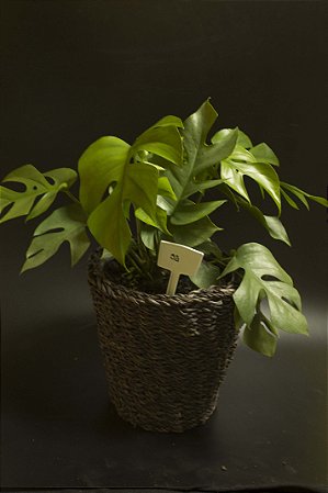 Raphidophora tetrasperma (grande )