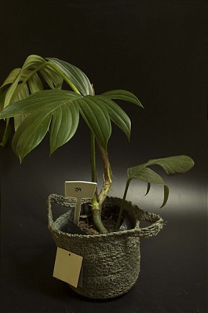 Raphidophora decursiva