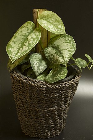 Sindapsus pictus 'Exotica'