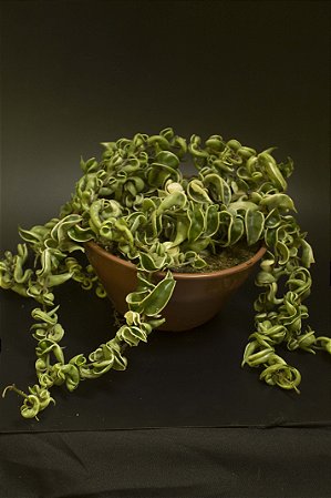 Hoya carnosa variegata cuia