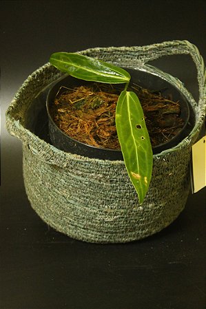 Anthurium warocqueanum