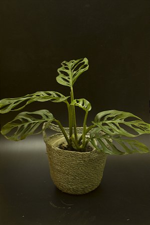 Monstera ssp', fica muito rasgada,