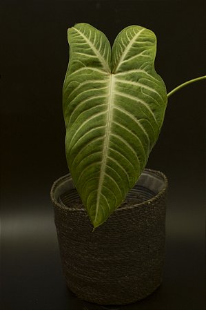Xantosoma lindenii