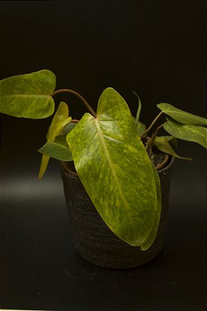 Philodendron painted lady