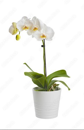 Orquidea plantada branca