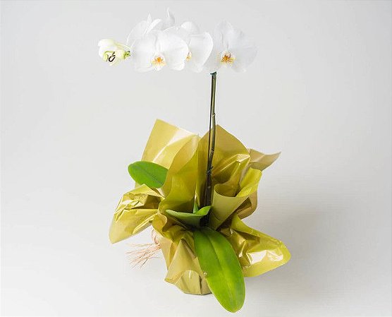 Orquídea Plantada Branca