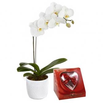 orquidea plantada + kopenhagem