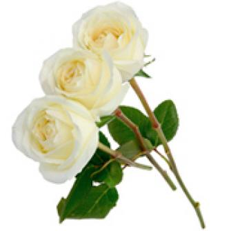 3 Rosas Brancas