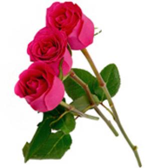 3 Rosas Pink