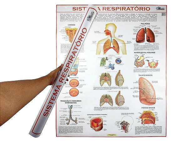 Mapa Banner Anatomia do Sistema Respiratório Humano Para Estudo Biologia Pôster Medicina 120x90CM