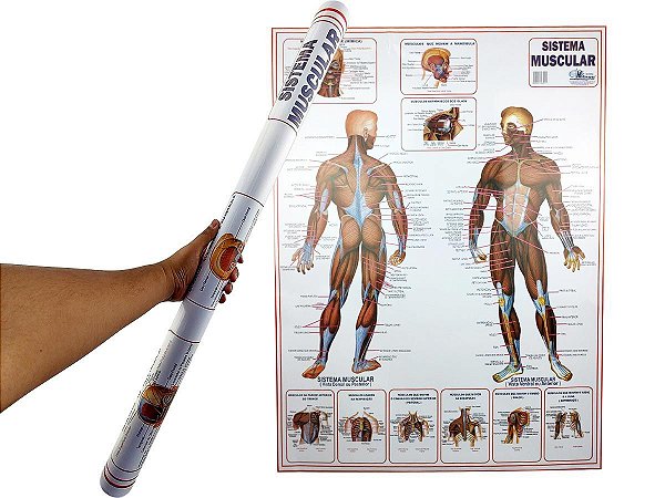Banner Mapa Anatomia Muscular do Corpo Humano Para Estudo Biologia Pôster Medicina 90x120CM