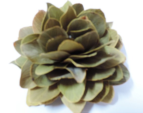 Flor de cardo natural