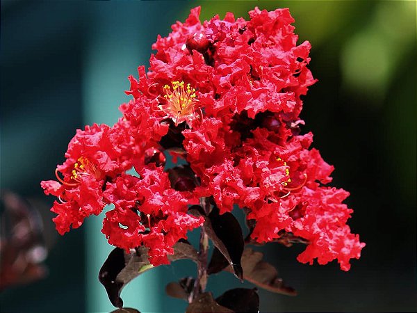 Linda Extremosa Resedá Vermelha Ótima P/ Calçadas Muda C/ 80 cm