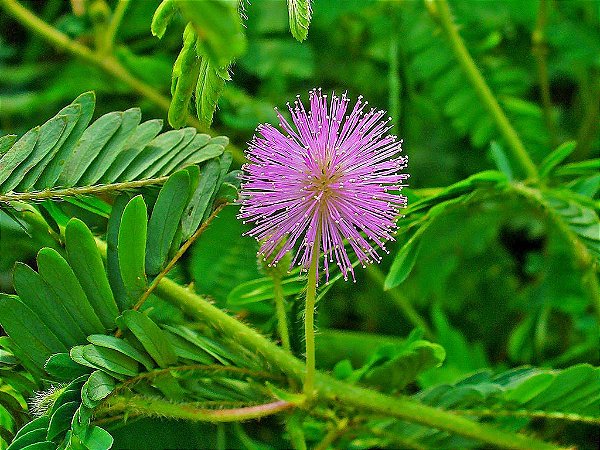 20 Sementes Linda Dormideira Planta Sensitiva - Mimosa Pudica