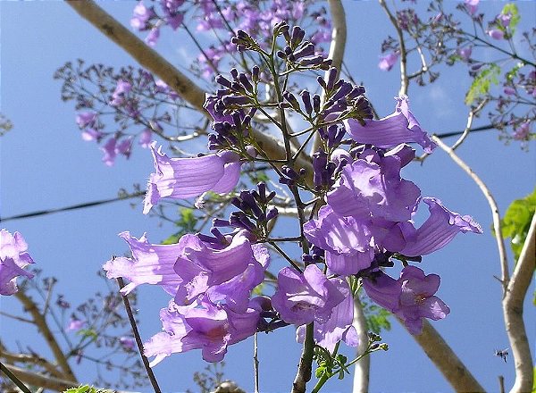 Muda do Lindo Jacarandá Mimoso com 80 cm + Brinde