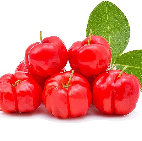 Muda de Acerola Rica em Vitamina C com 70 cm + Brinde