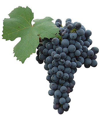 Uva Pinot Noir Ideal Para Vinho Fino Muda Enxertada C/ 70 cm + Brinde