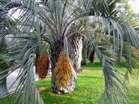 Muda De Palmeira Butiá Com 120 Cm De Altura + Brinde