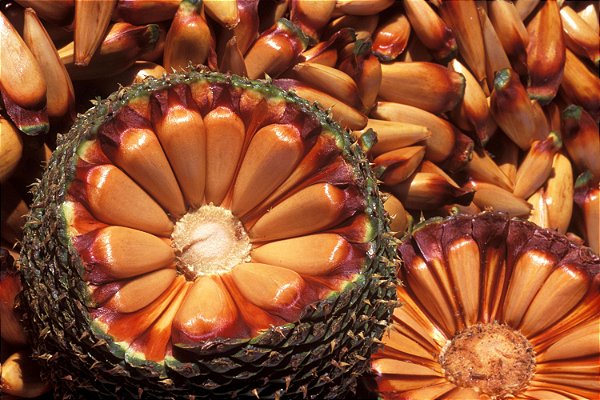 Muda De Pinheiro Brasileiro com 100 cm - Araucaria Angustifolia