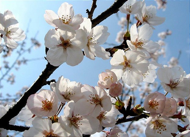 Muda De Cerejeira Japonesa Branca Sakura Com 75 Cm + Brinde