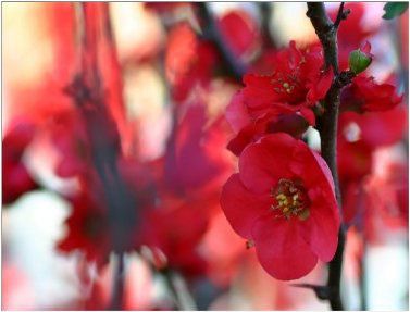 Linda Cerejeira Japonesa Vermelha Sakura Muda Com 80 Cm + Brinde