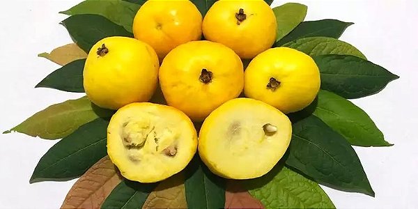 Muda de Frutífera de Araçá Boi - Fruta Iogurte com 80 cm