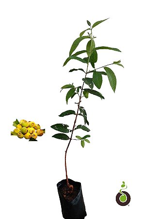 Muda Frutífera e Ornamental Sete Capotes com 80 cm - Campomanesia guazumifolia