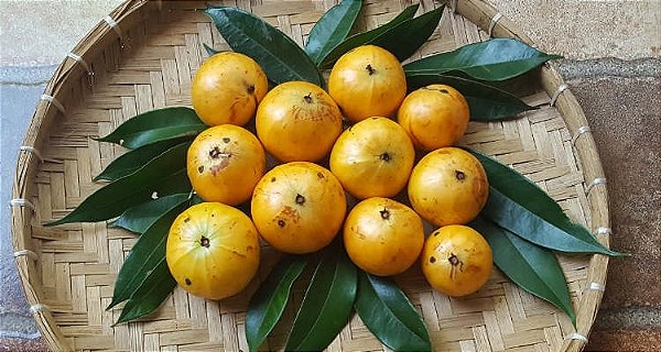 Muda de Cambucá Fruta Deliciosa com Valor Medicinal