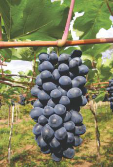 Uva BRS Vitória Sem Sementes Muda Enxertada Com 80 cm Já Produz