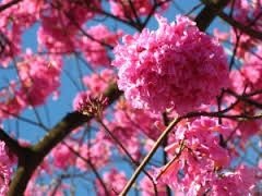 Ipê Rosa muda Florescendo com 80 cm + Brinde