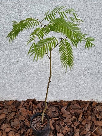 Angico Branco Medicinal Linda Muda C/80 Cm + Brinde