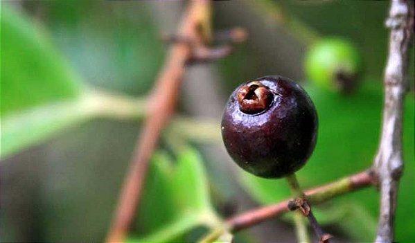 Deliciosa e Rara Frutífera, Guamirim Cereja Muda C/ 70 cm