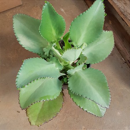 Mudas De Aranto (Mãe De Mil)