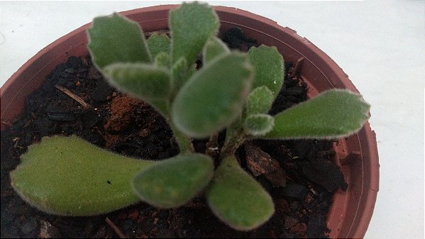 SUCULENTA PATINHA DE URSO