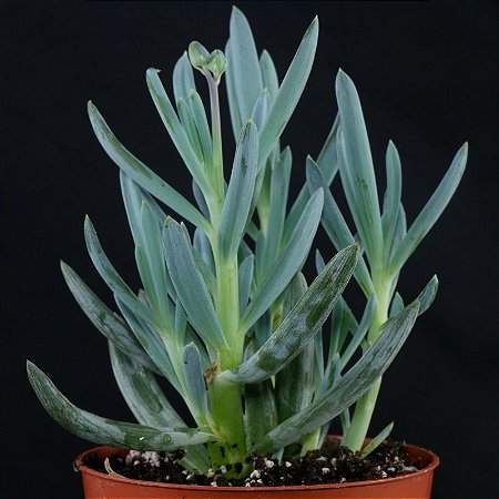 SUCULENTA SENECIO SERPENS