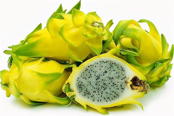 MUDA DE PITAYA AMARELA CLONADA (CLADODIO) LOGO PRODUZ