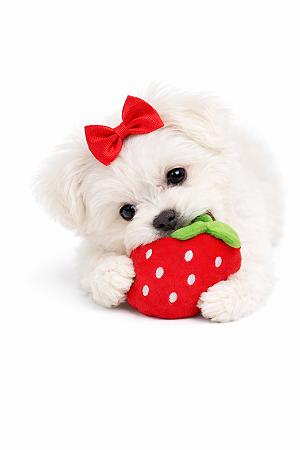 Brinquedo de Pelúcia para Pet (Com Apito)