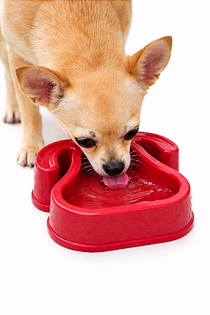 Comedouro/Bebedouro para Cachorros 150ml