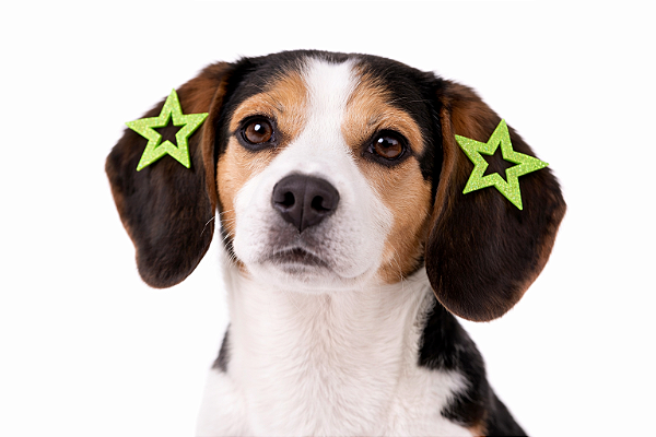 2 Apliques Adesivos Para Penteado Pet (Estrela)