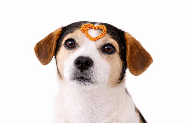 2 Apliques Adesivos Para Penteado Pet (coração)