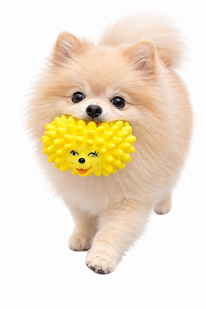 Brinquedo para Pet (Com Apito)