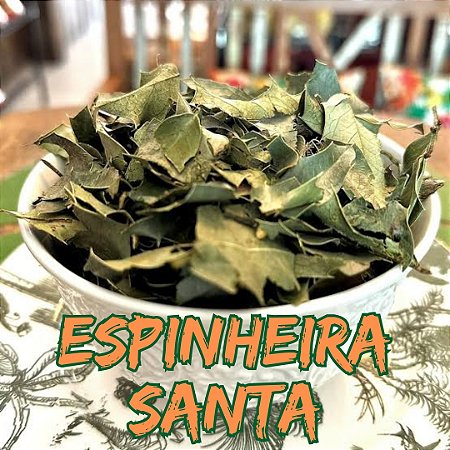 Espinheira Santa