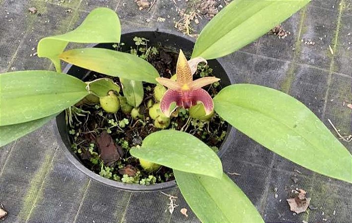 Bulbophyllum Vanvuurenii x (Echinolabium x Palawanense) - Adulto